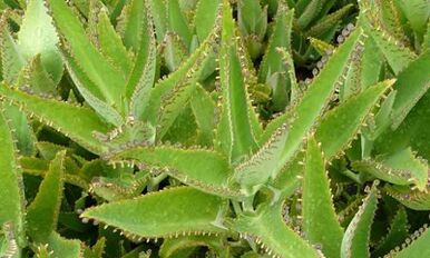 Kalanchoe -Tinktur zur Behandlung von Krampfadern